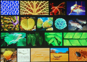 Michael Pawlyn Biomimicry 1